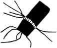 S01_ShapeA_bacteriastrum2.gif
