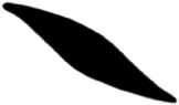 S06_ShapeF_Pleuro.gif
