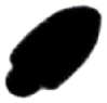 S08_ShapeH_Amphidinium.gif