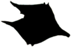S09_ShapeI_Protoperid1.gif