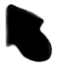 S11_ShapeK_rotundata.gif