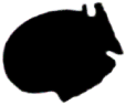 S13_ShapeM_Dinophysis.gif