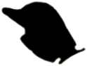S13_ShapeM_Dinophysis_caud.gif