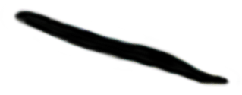 S14_ShapeN_Euglena.gif