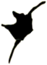 S16_ShapeP_Brachydinium.gif