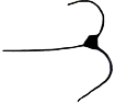 S16_ShapeP_macroceros.gif
