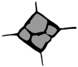 S17_ShapeQ_Dictyocha.gif