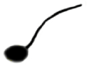 S18_ShapeR_flagellate1.gif