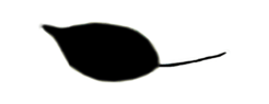 S18_ShapeR_zooflag4.gif