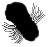 S19_ShapeS_Myrionecta.gif
