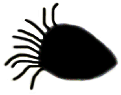 S19_ShapeS_ciliate1.gif