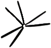 C05_ShapeFF_T_frauenfeldii.gif