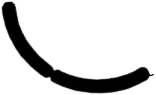 C07_ShapeHH_Gstriata.gif