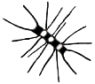 C14_ShapeOO_Chaetoceros.gif